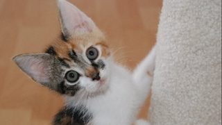 Man sentenced to 2 years for killing 4 kittens