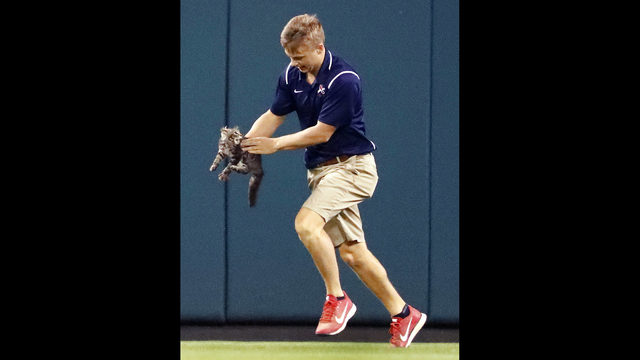 Cat crashes Cardinals, Royals MLB game | KIRO-TV