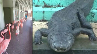 Hurricane Irma: Flock of flamingos seeks shelter at Busch Gardens