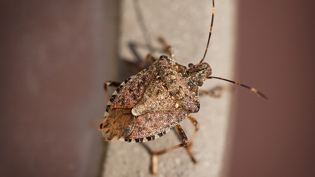 Stink bug population exploding in Massachusetts | Boston 25 News