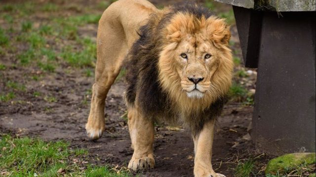 Suspected poacher mauled, eaten by pack of lions in South Africa