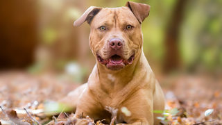 Pit bull attacks Jehovah