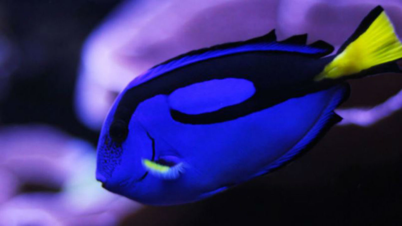 oklahoma aquarium in tulsa guide for visitors fox23