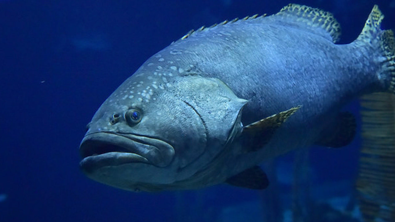 shark loses battle when