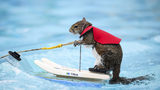 Twiggy, the water-skiing squirrel, is the 7th in a line of Twiggies going back to the late 1970s. It is on a farewell tour due to the retirement of its owner, Lou Ann Best.