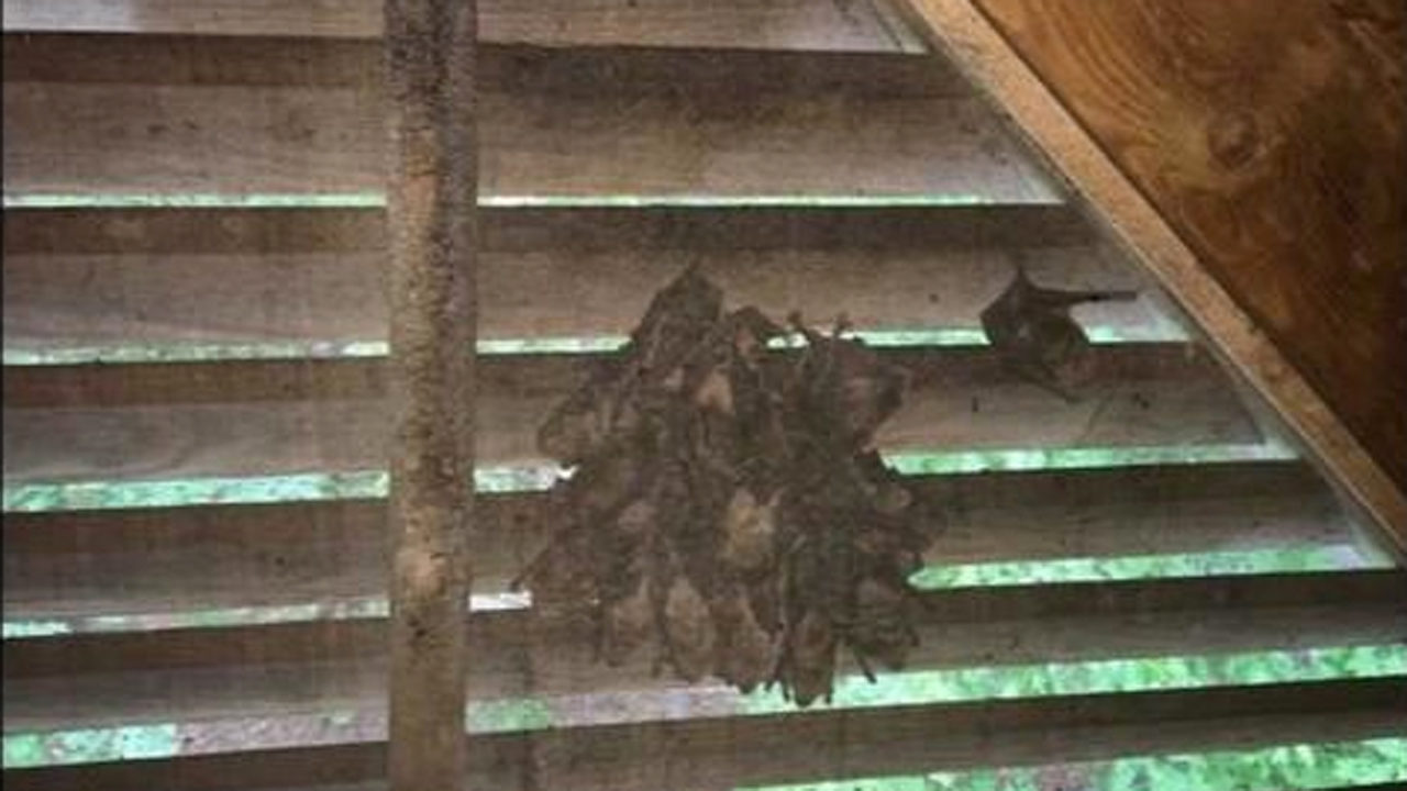 Homeowners Not Allowed To Remove Roosting Bat Colonies In Attics Homeowners Not Allowed To Remove Roosting Bat Colonies In Attics Here S Why Wsb Tv