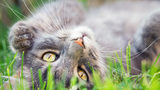 What You Need to Know About Cats