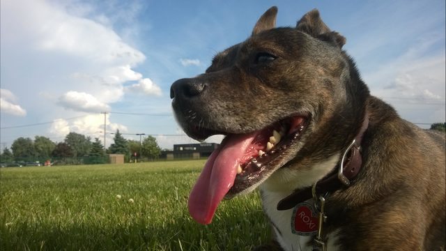 Puppy belonging to terminally ill girl, 5, stolen from home