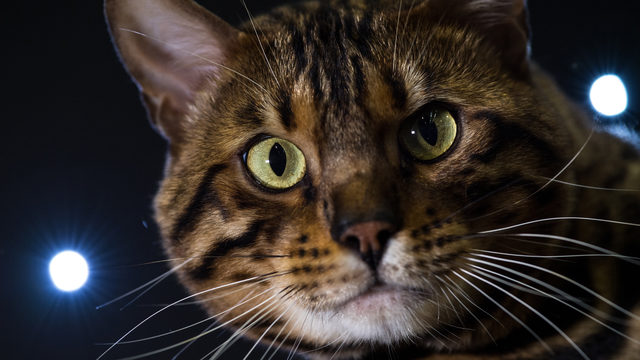 30 lb shelter cat