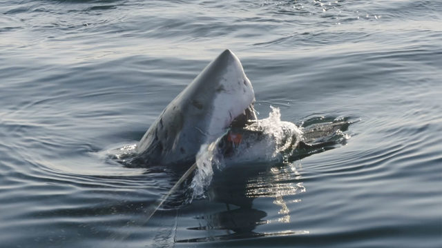 great white shark lair