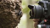 Natural history photographer Clay Bolt makes the first ever photos of a living Wallace's giant bee at its nest, which is found in an active termite mound in the North Moluccas, Indonesia.