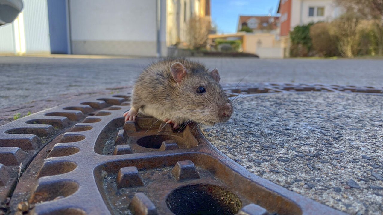 Image result for rat stuck in manhole cover