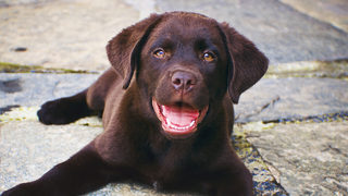 Puppy playing Jenga gets internet notoriety