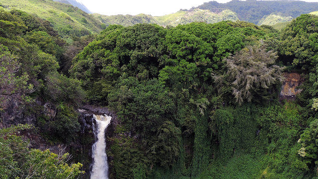 Makawao Forest Reserve on Maui where Amanda Eller was found alive and well