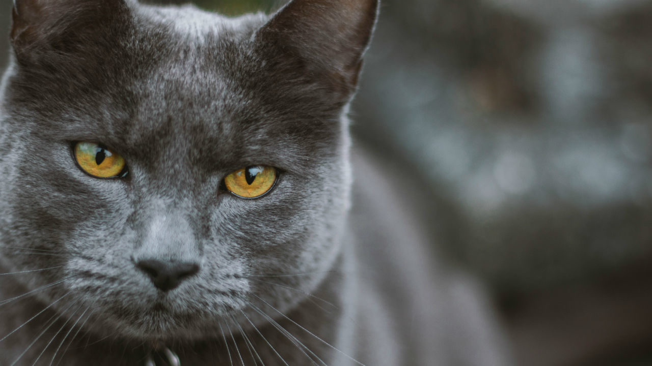 Obese cat named Cinderblock breaks internet with reaction to