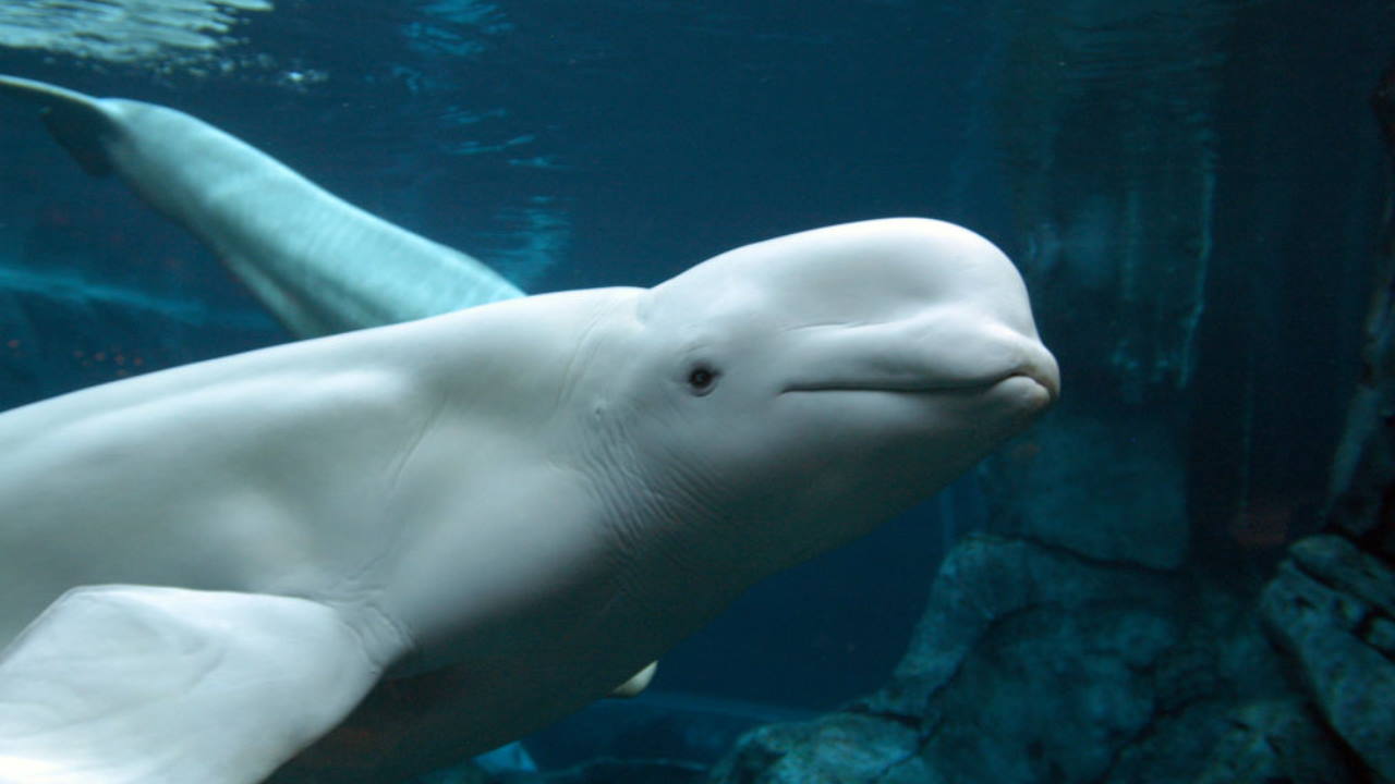 Watch: Beluga whale fetches rugby ball in icy waters near Antarctica - KIRO  7 News Seattle